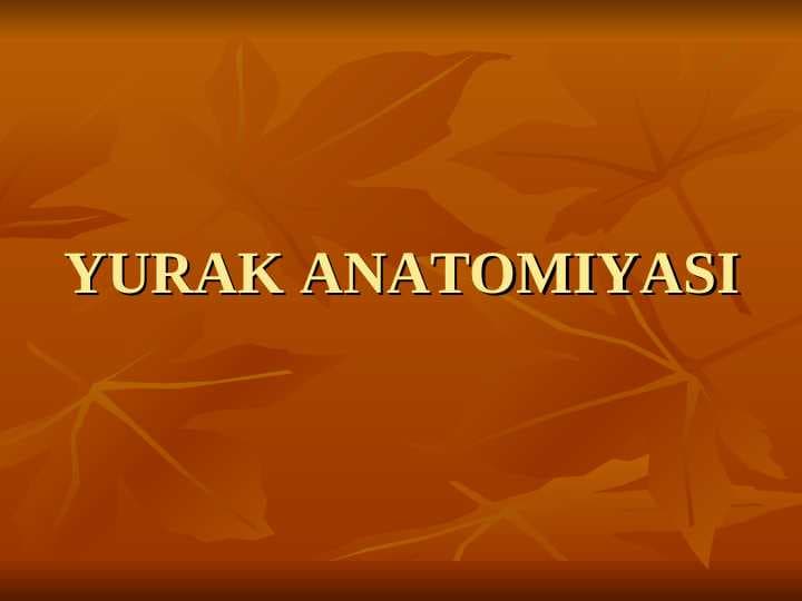 Yurak anatomiyasi | Юрак анатомияси