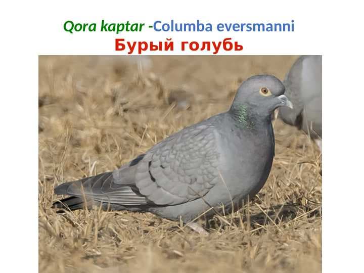 kabutarlar turlari pptx