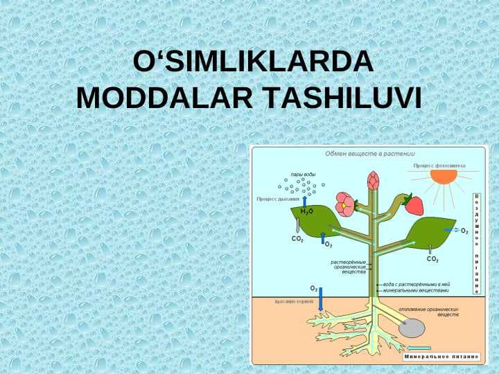 O‘SIMLIKLARDA MODDALAR TASHILUVI