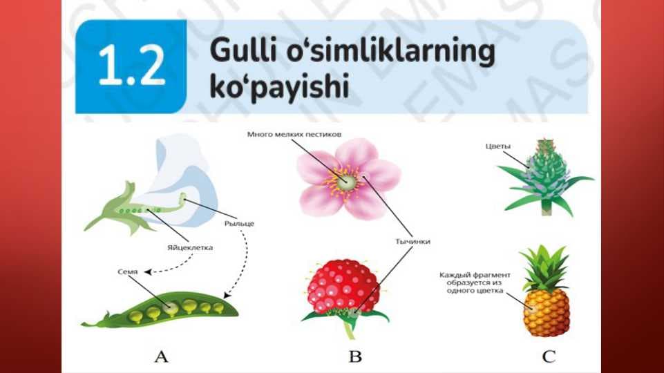 Gulli o'simliklarning ko'payishi