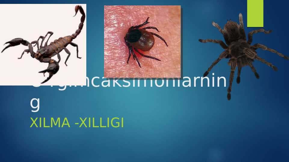 O'rgimchaksimonlar sinfi