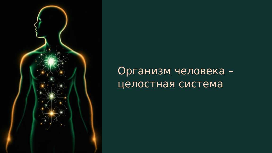 Организм человека – целостная система