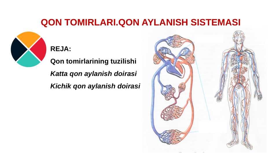 QON TOMIRLARI.QON AYLANISH SISTEMASI