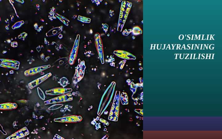 O'SIMLIK HUJAYRASINING TUZILISHI