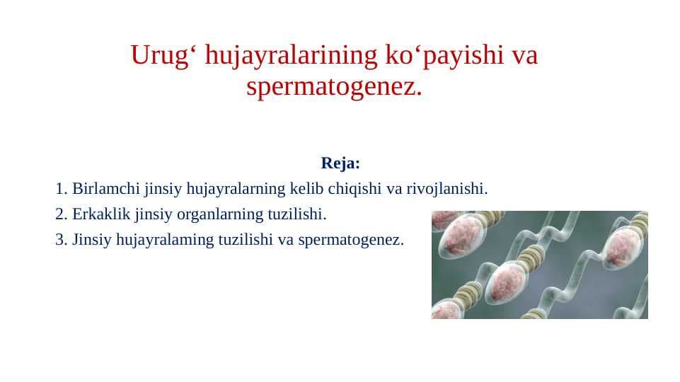 Urug' hujayralarining ko'payishi va spermatogenez