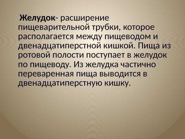 Желудок
