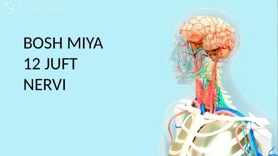 Bosh miyaning 12 juft nervlari