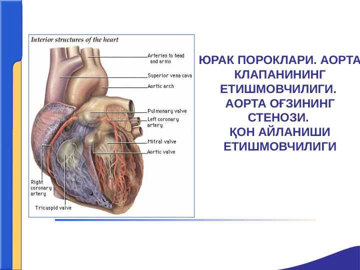 Yurak paroklari ppt