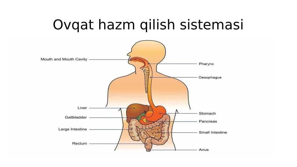 Ovqat hazm qilish sistemasi