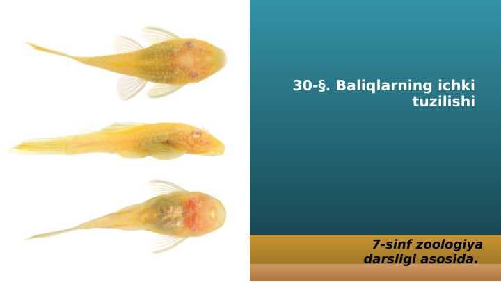 Baliqlarning ichki tuzilishi
