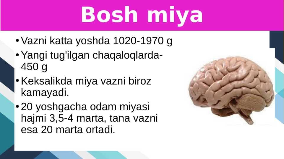 Bosh miyaning tuzilishi va funksiyasi