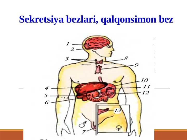 Sekretsiya bezlari, qalqonsimon bez