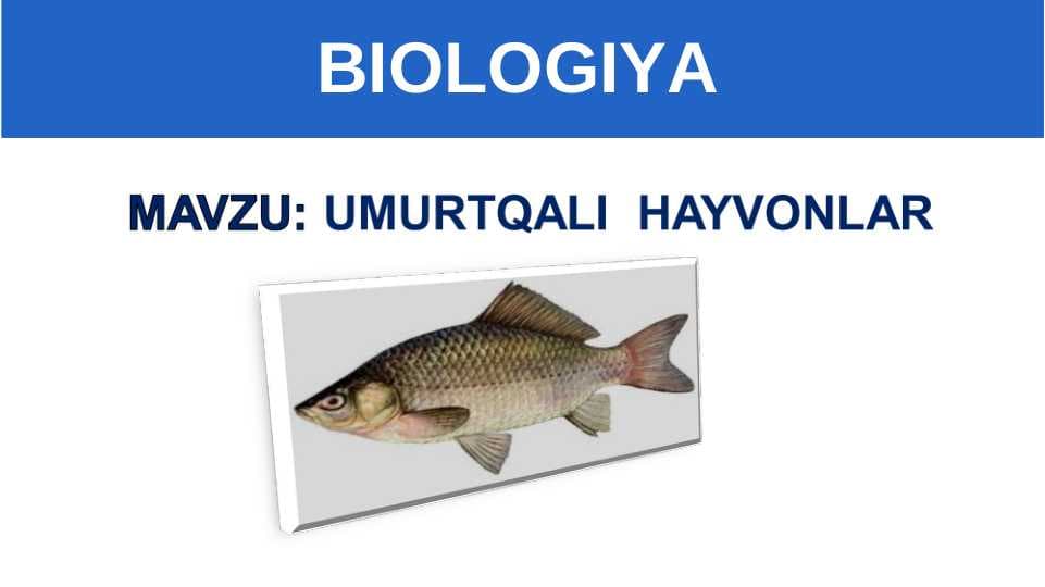 UMURTQALI  HAYVONLAR