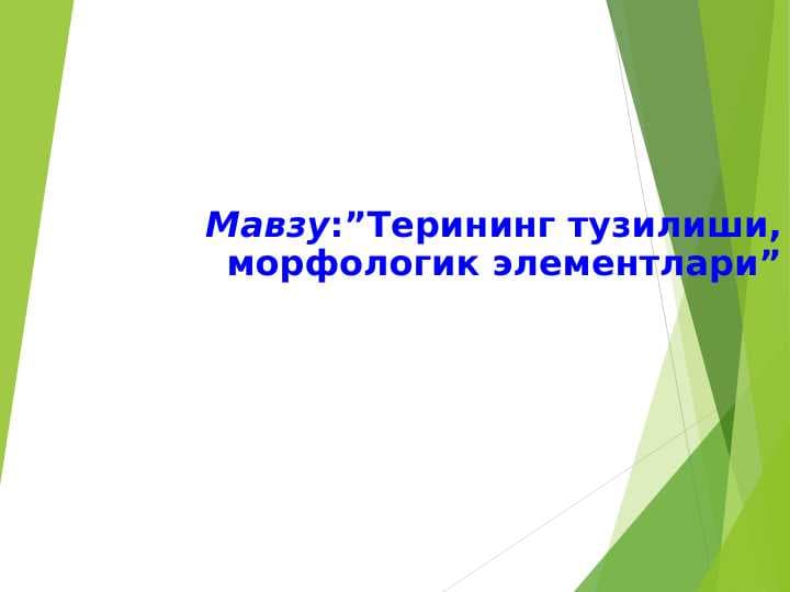 Terining tuzilishi , morfologik elementlari . Терининг тузилиши , морфологик элементлари