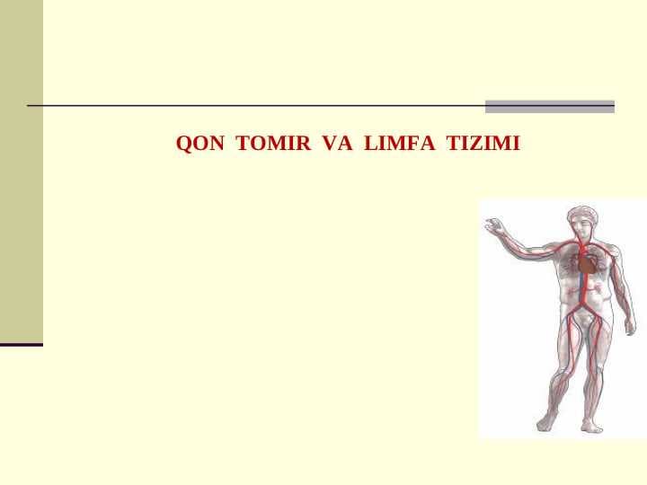 QON  TOMIR  VA  LIMFA  TIZIMI