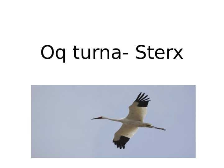 Oq turna- Sterx
