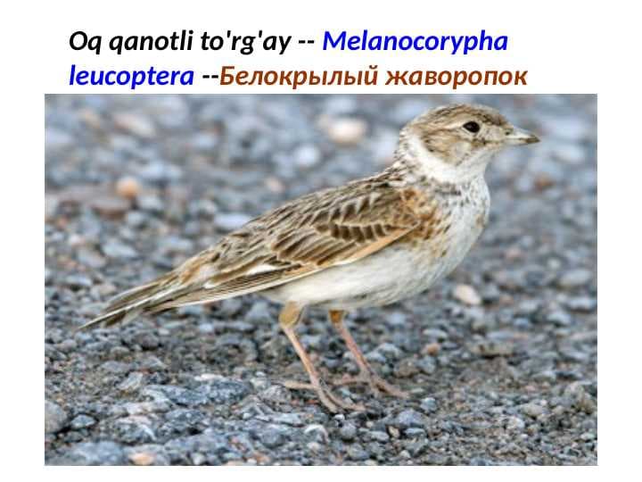 Oq qanotli to'rg'ay