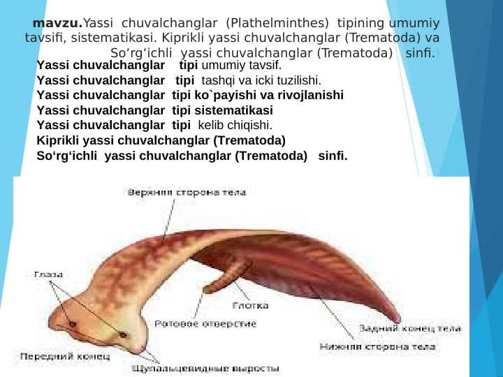 Yassi  chuvalchanglar  (Plathelminthes)  tipining umumiy tavsifi, sistematikasi. Kiprikli yassi chuvalchanglar (Trematoda) va So‘rg‘ichli  yassi chuvalchanglar (Trematoda)   sinfi pptx