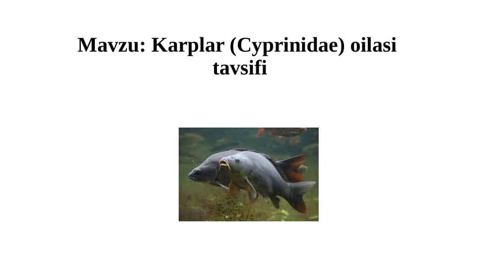 Karplar (Cyprinidae) oilasi tavsifi pptx