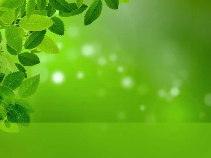 Qalampir yalpiz Mentha Piperita L. o'simligining ishlatilishi dorivor preparatlari kimyoviy tarkibi o'stirish texnologiyasi