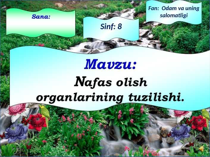 Nafas olish organlarining tuzilishi