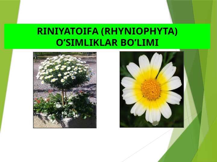 RINIYATOIFA (RHYNIOPHYTA) O’SIMLIKLAR BO’LIMI