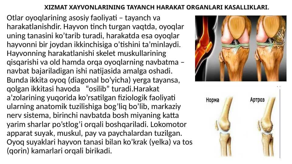 XIZMAT HAYVONLARINING HAZM ORGANLARI VA MODDA ALMASHINUVI BUZILISHLARI PATOLOGIYASI