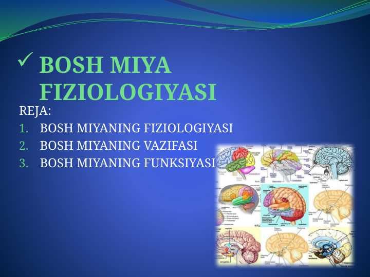 BOSH MIYA FIZIOLOGIYASI