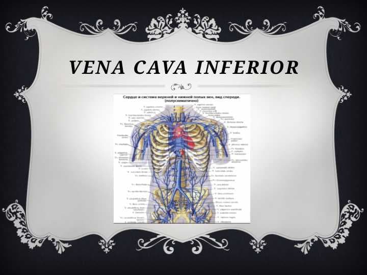 Ostqi govek vena