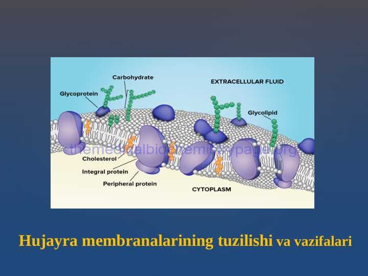 Hujаyrа mеmbrаnаlаrining tuzilishi	va vazifalari