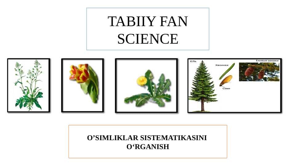 O'SIMLIKLAR SISTEMATIKASINI O'RGANISH. 6-sinf