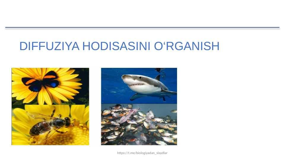 DIFFUZIYA HODISASINI O'RGANISH