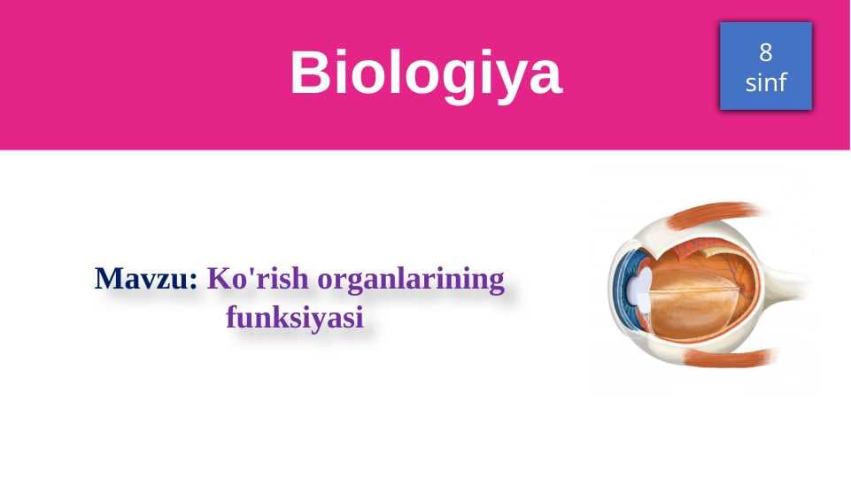 Ko'rish organlarining funksiyasi