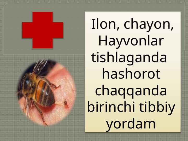Ilon, chayon, Hayvonlar tishlaganda  hashorot chaqqanda birinchi tibbiy yordam