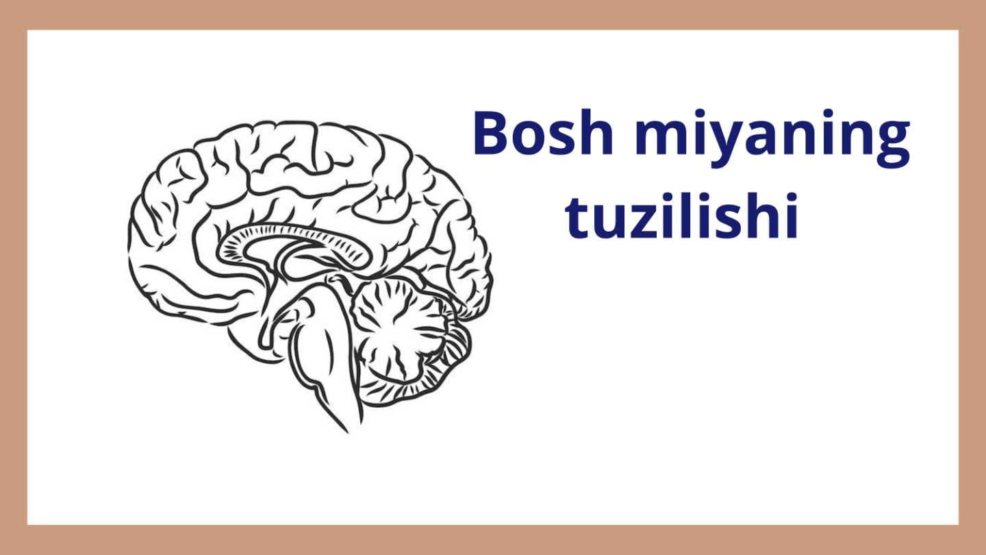 Bosh miyaning tuzilishi