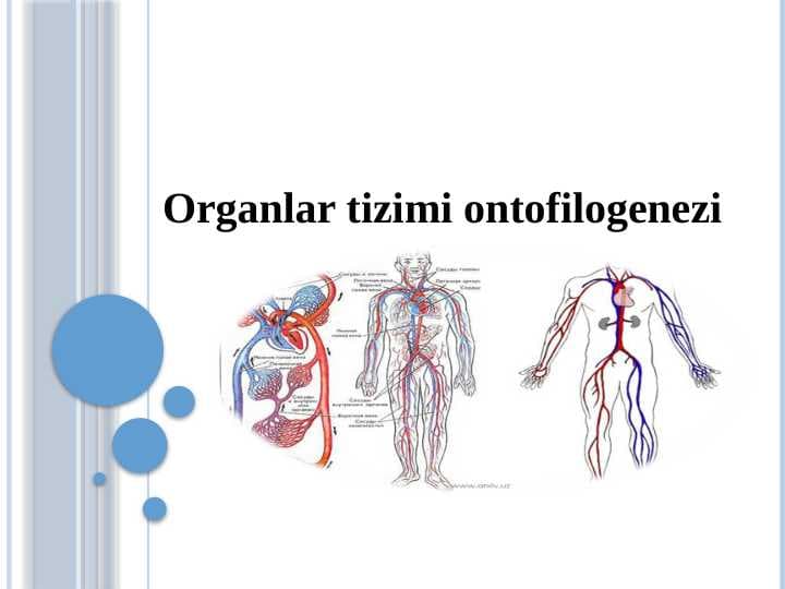 Organlar tizimi ontofilogenezi