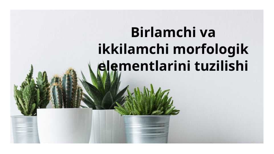 Birlamchi va ikkilamchi morfologik elementlarini tuzilishi