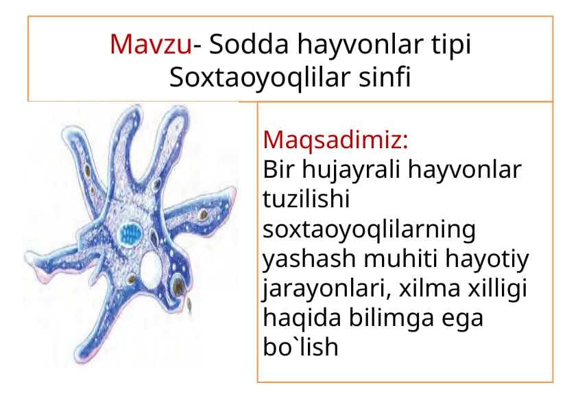 Sodda hayvonlar tipi Soxtaoyoqlilar sinfi