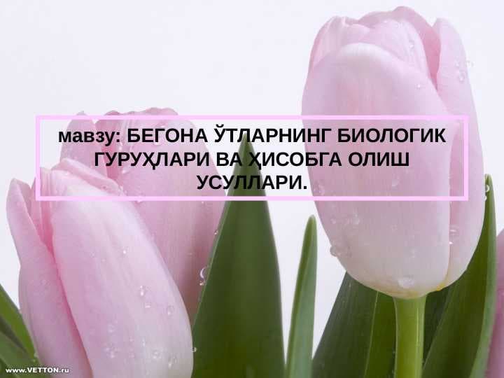 мавзу: БЕГОНА ЎТЛАРНИНГ БИОЛОГИК ГУРУҲЛАРИ ВА ҲИСОБГА ОЛИШ УСУЛЛАРИ.