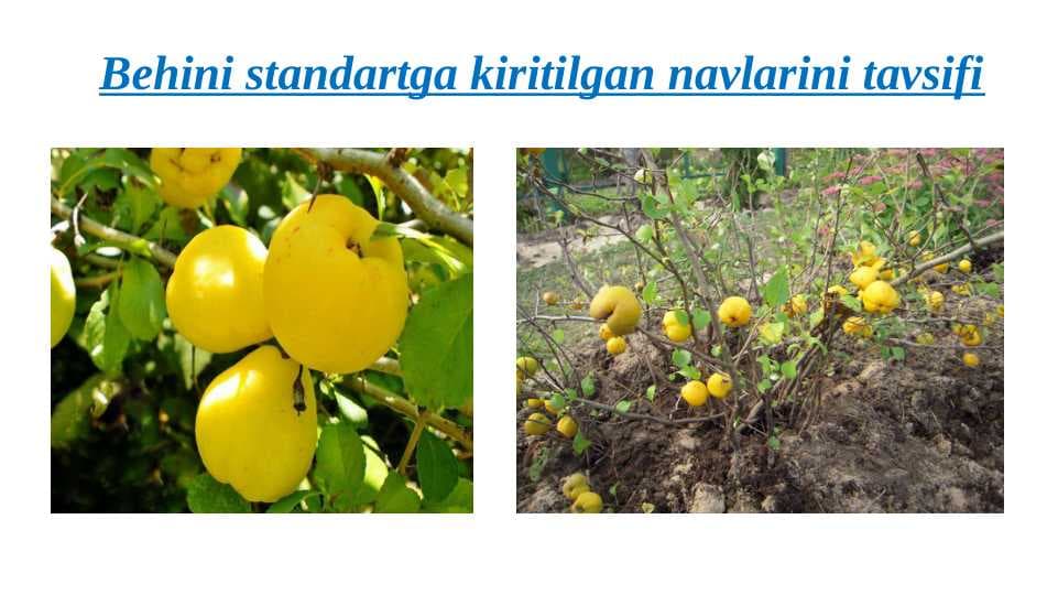 Behini standartga kiritilgan navlarini tavsifi