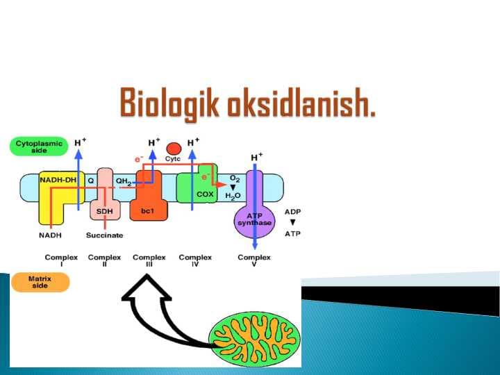 Biologik oksidlanish