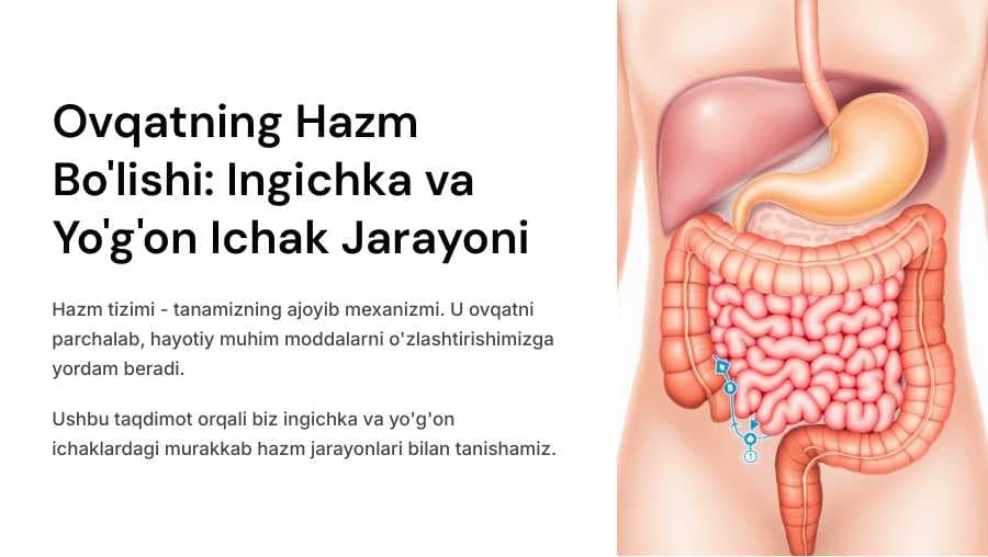 Ingichka va yo‘g‘on ichakda ovqat hazm bo‘lishi