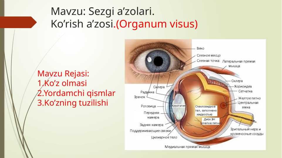 Sezgi a’zolari.Ko’rish a’zosi.(Organum visus)