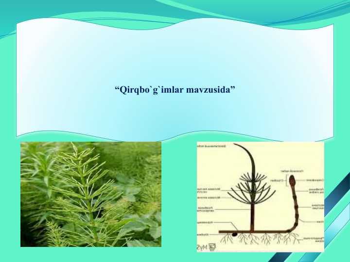 “Qirqbo`g`imlar mavzusida”