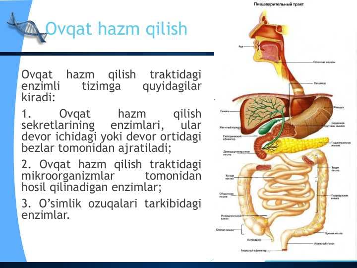 Ovqat hazm qilish Пищеварительная система человека