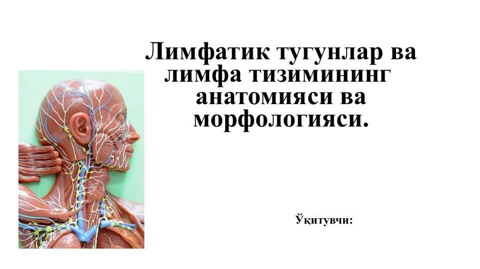 Лимфатик тугунлар ва лимфа тизимининг  анатомияси ва морфологияси.