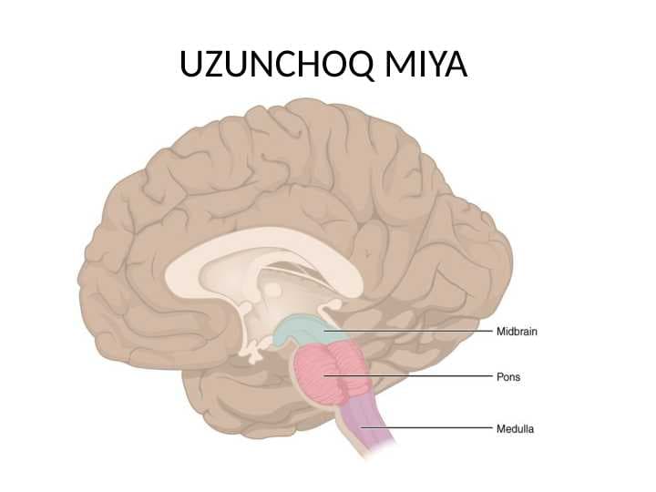 Uzunchoq miya Узунчок мия
