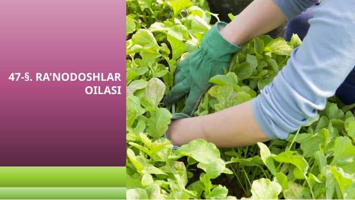 RA'NODOSHLAR OILASI
