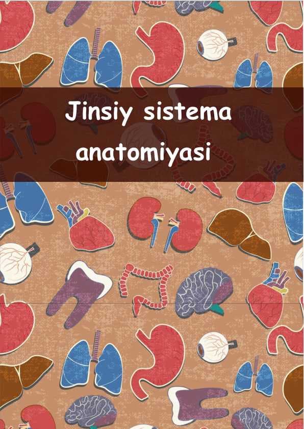 Erkaklar jinsiy sistemasi
