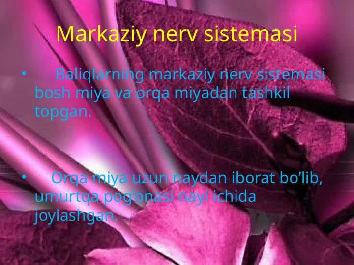 Baliqlarning markaziy nerv sistemasi